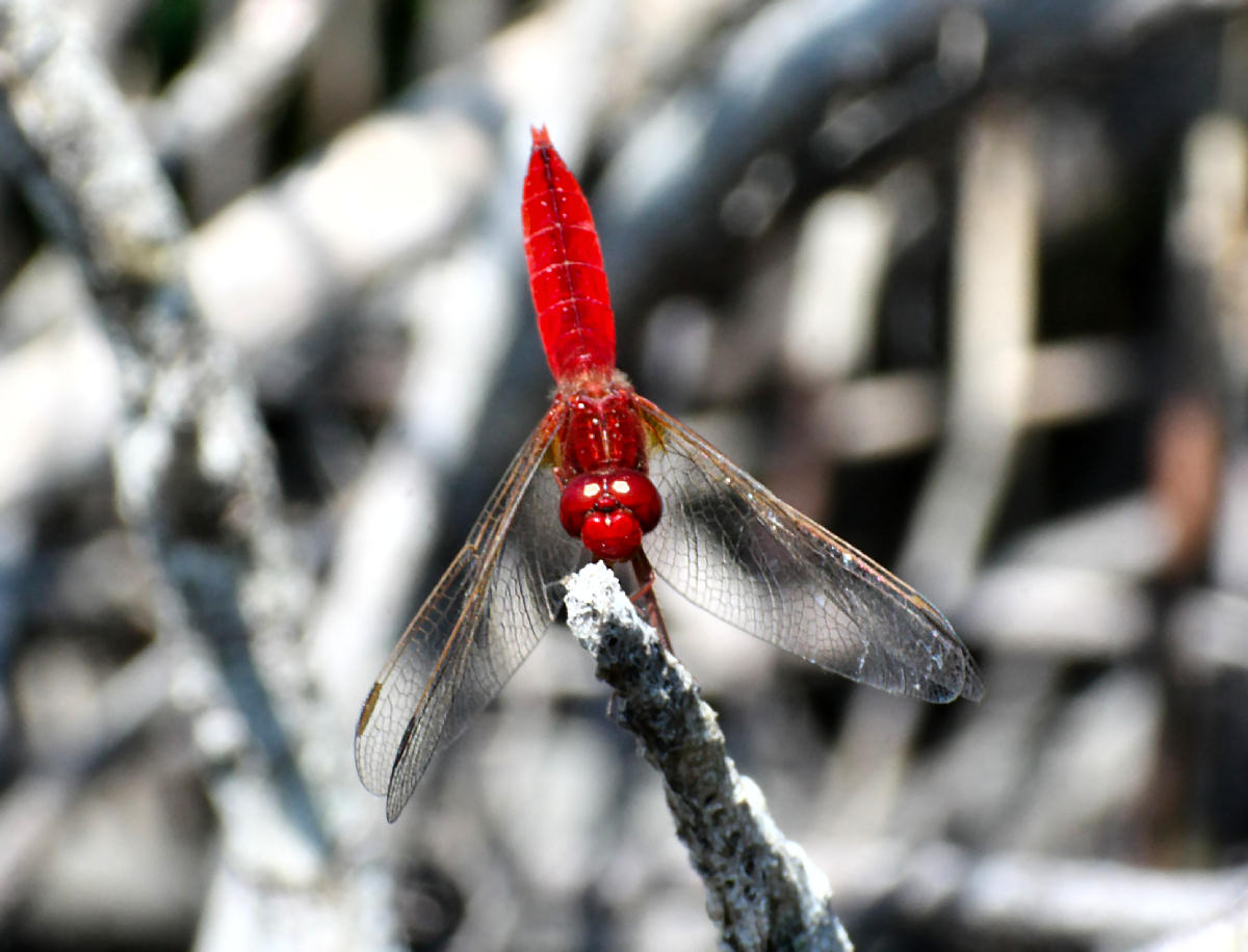 libellula da identificare